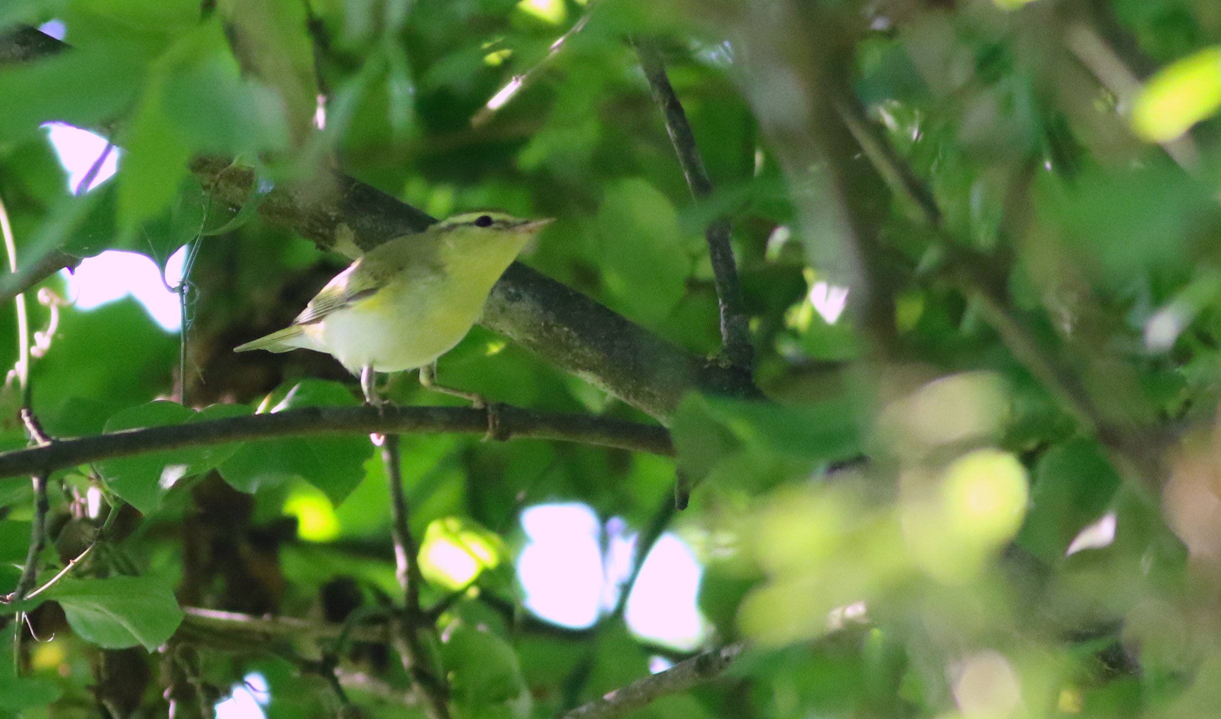 Wood Warbler